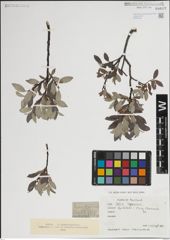 Foto von Salix lapponum L.